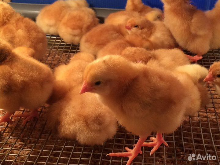 Цыплята цветного бройлера Супер Харко и Редбро