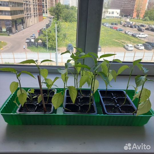 Перец болгарский рассада