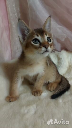 Каракет девочка