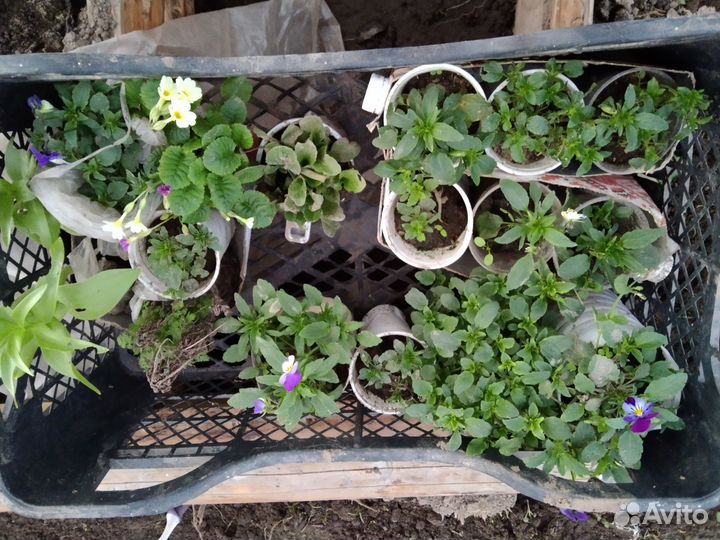 Саженцы малины. Рассада клубники,земляники,цветов