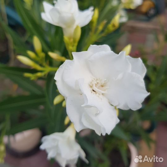 Олеандр белый