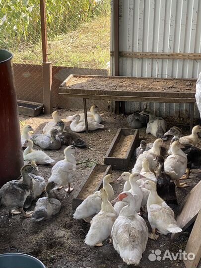 Мускусные утята индоутки