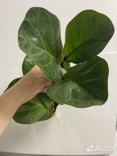 Фикус лирата Бамбино