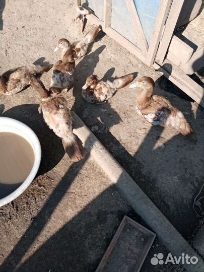 Утки шипуны