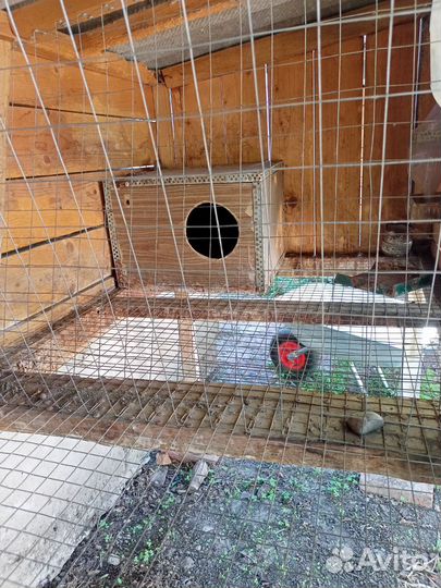 Клетки для кроликов