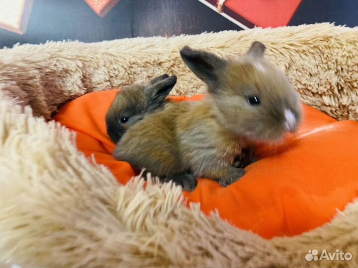 Декоративные кролики