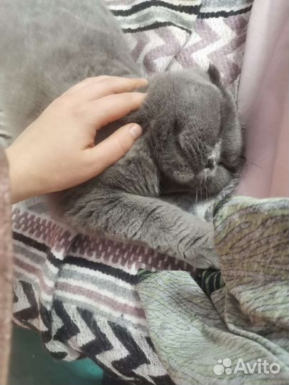 Котоняня. Передержка котов и кошек