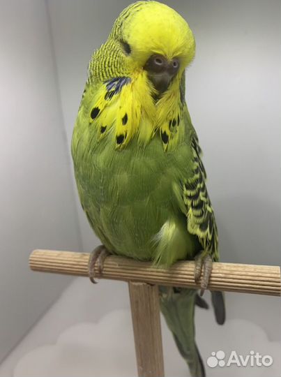 Выставочные волнистые попугаи чехи
