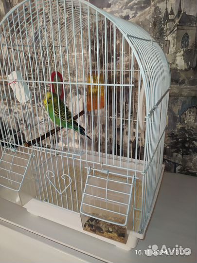 Канарейка самка