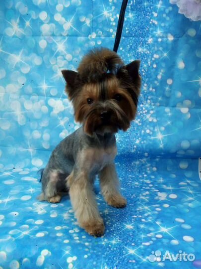 Стрижка животных(груминг)