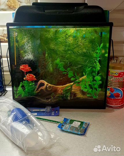 Аквариум с мирными рыбками и креветками