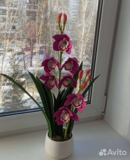 Орхидея Цимбидиум