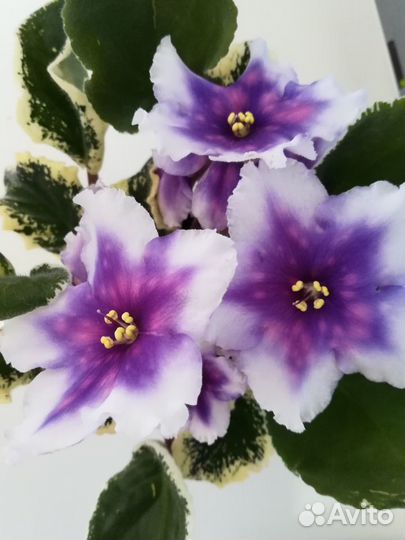 Фиалка сортовая. Пермь, п.Ферма, п.Горный,с.Фролы