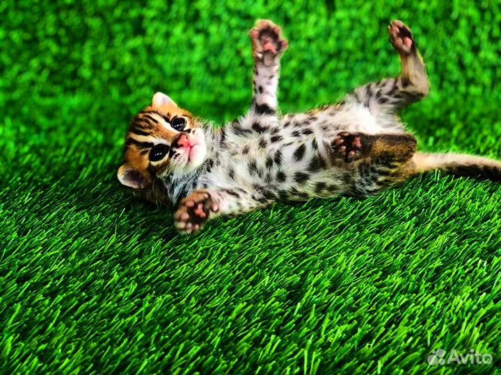 Алк кoтята для разведения и дома.зима 23.г