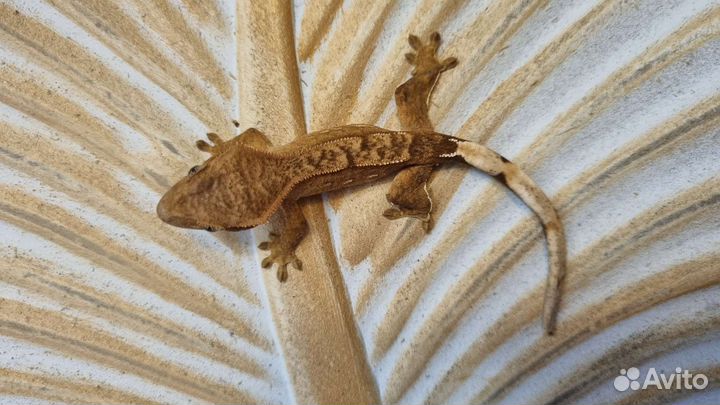 Реснитчатый геккон бананоед