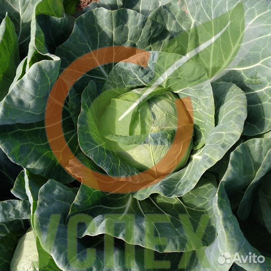 Семена белокочанной капусты Примавера F1