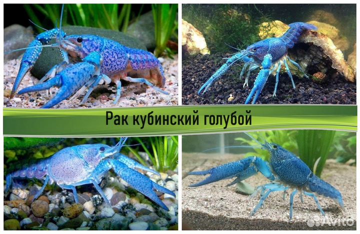 Аквариумные раки в ассортименте