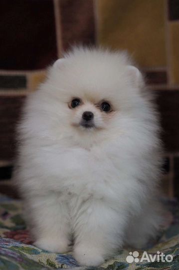 Померанский шпиц