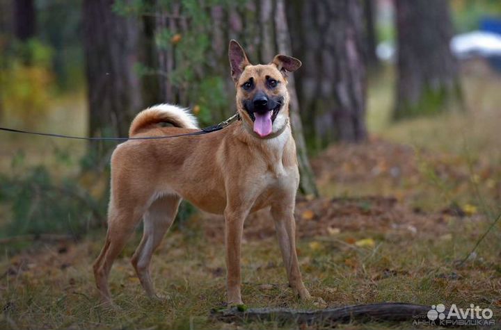 Ищет дом красавица Злата
