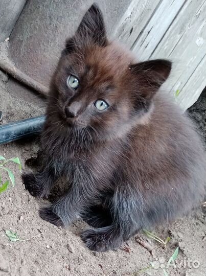 Котята в добрые руки мальчики