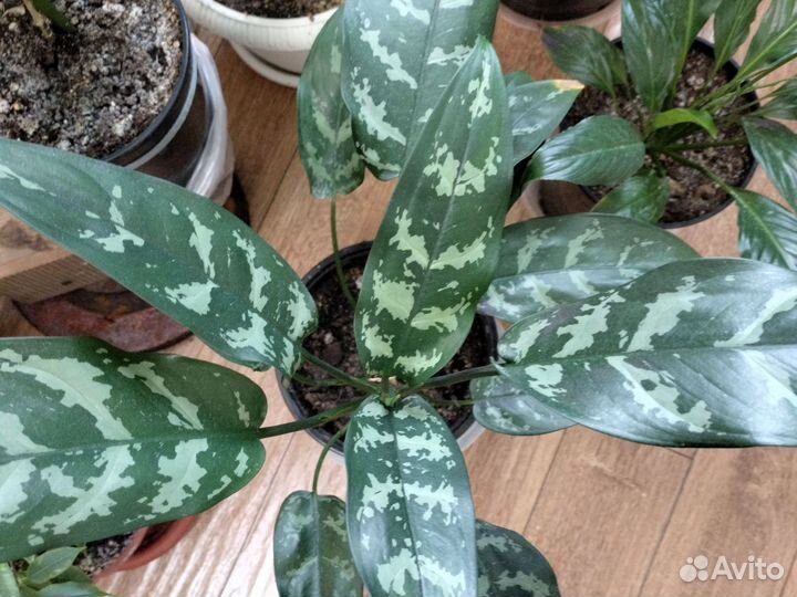 Фикус бенджамина пестролистный