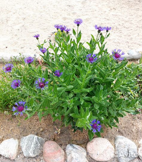 Многолетние садовые цветы