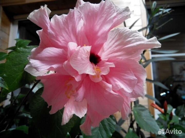 Гибискус розовый махровый