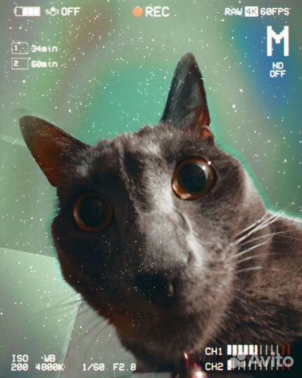 Кошка, смесь породы Бобтейл