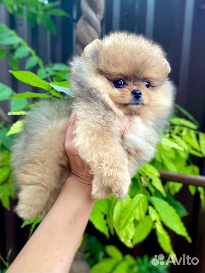 Померанский шпиц Мини