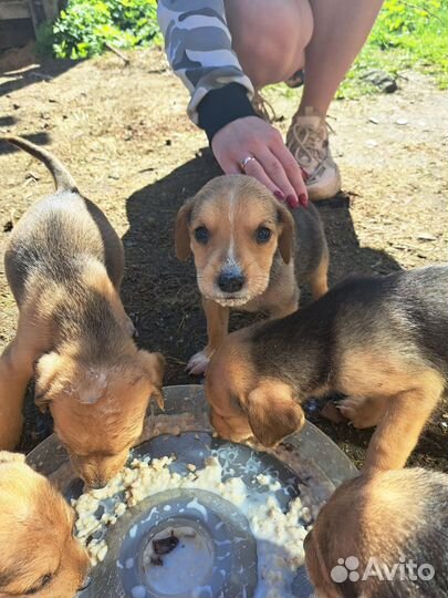 Щенки русской гончей