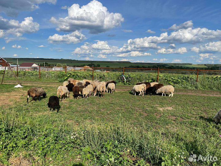 Овцы бараны оптом