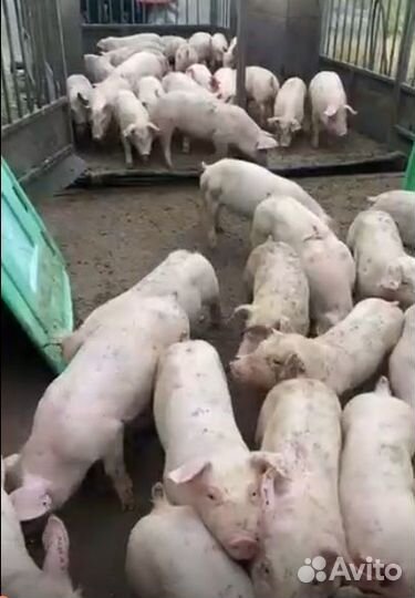 Поросята, Свиньи в живом весе