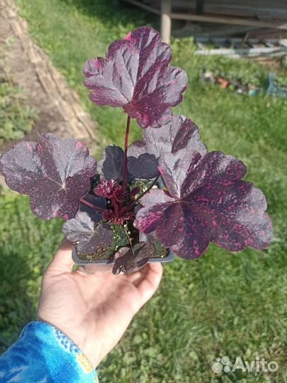 Гейхера сорт Миднайт Роуз