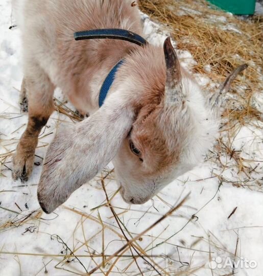 Нубийские козы