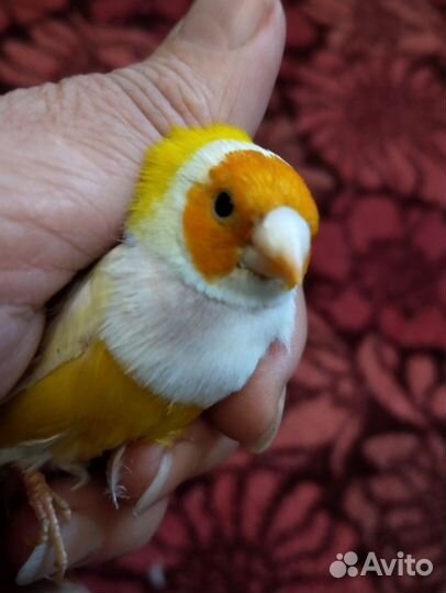 Амадины гульда