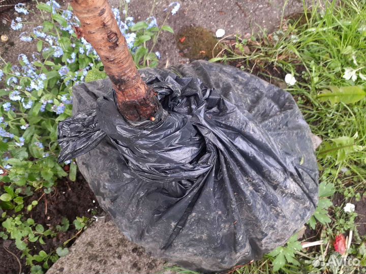 Вишня взрослая зкс