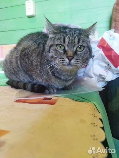 Кошка в добрые руки