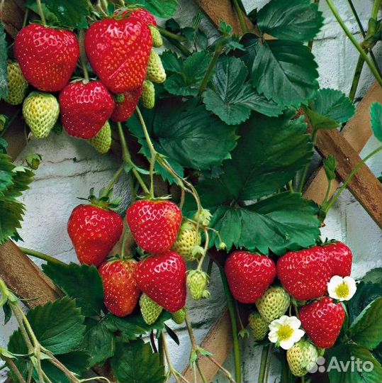 Клубника ремонтантная, семена