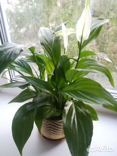 Спатифиллум Женское счастье