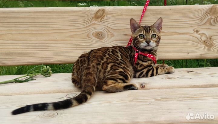 Бенгальская