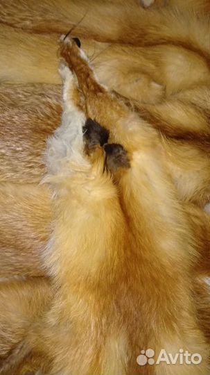 Лисий мех (зимний)