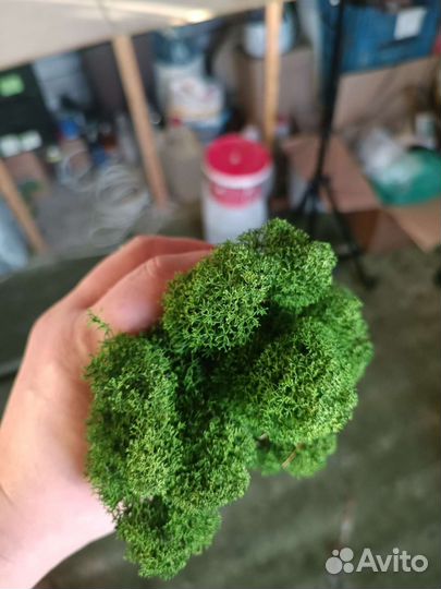 Мох стабилизированный оптом и в розницу