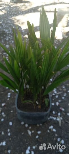 Саженцы веерной пальмы 20-40см