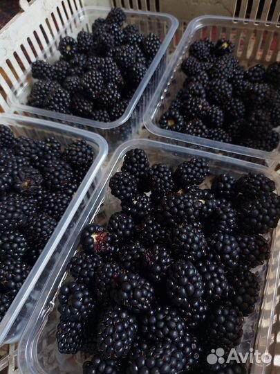 Ежевика ягода свежая местная