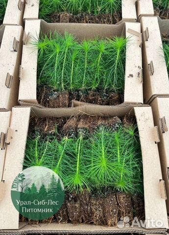 Зкс и окс Сосна Ель Лиственница сеянцы Голуб горн