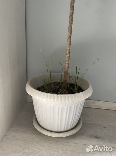 Пальма Маджента и финики большой горшок