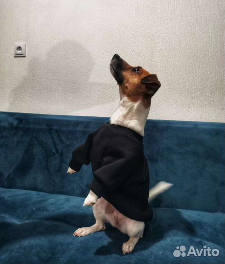 Пошив одежды для собак