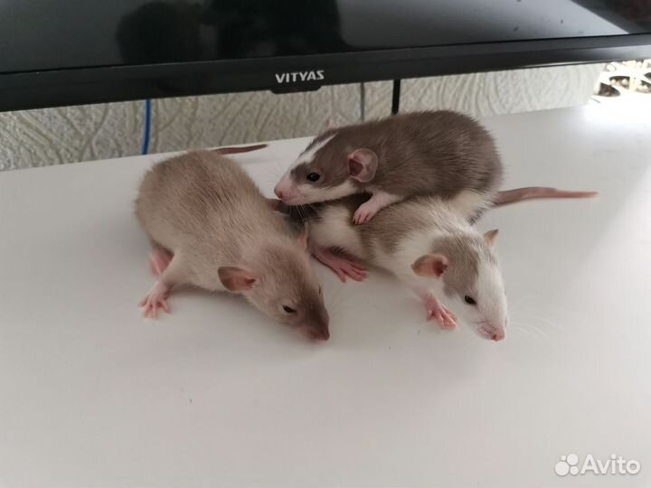 Декоративная крыса дамбо