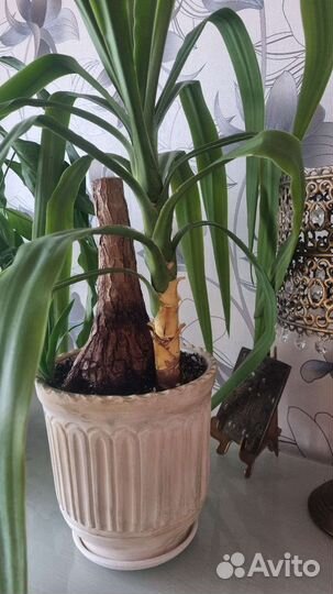 Пальма юкка вместе с горшком