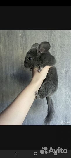 Шиншилла
